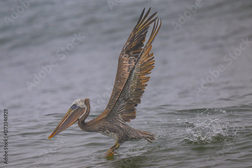 Obraz na płótnie Brown Pelican (Pelecanus occidentalis) at Rialto Beach, WA w salonie