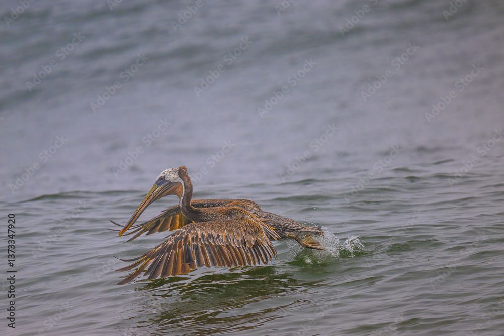 Brown Pelican (Pelecanus occidentalis) at Rialto Beach, WA