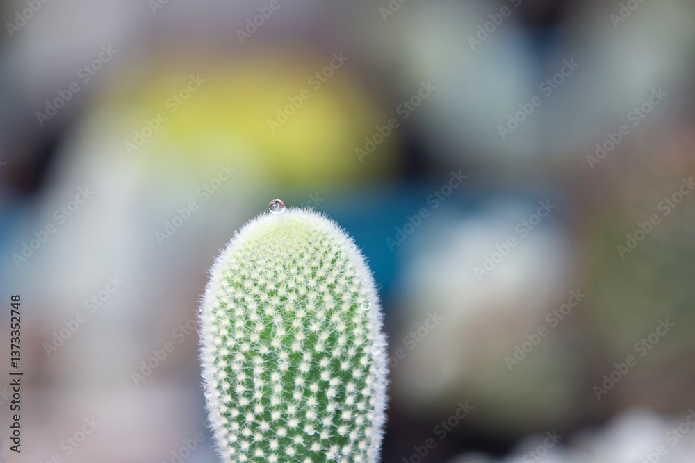 cactus flower closeup with blurred background cactus flower closeup with blurred background
