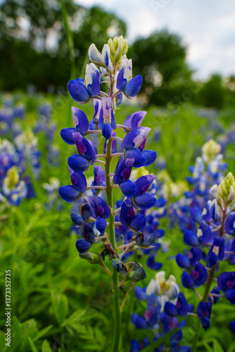 close up photography of blue bonnet in Houston, Texas