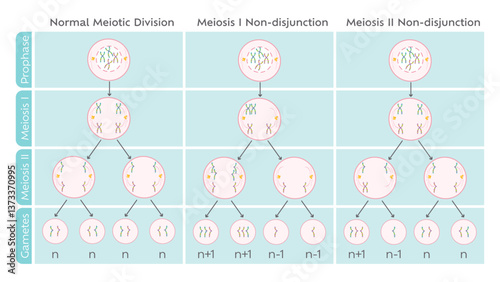 Nondisjunction in meiotic cell division educational diagram