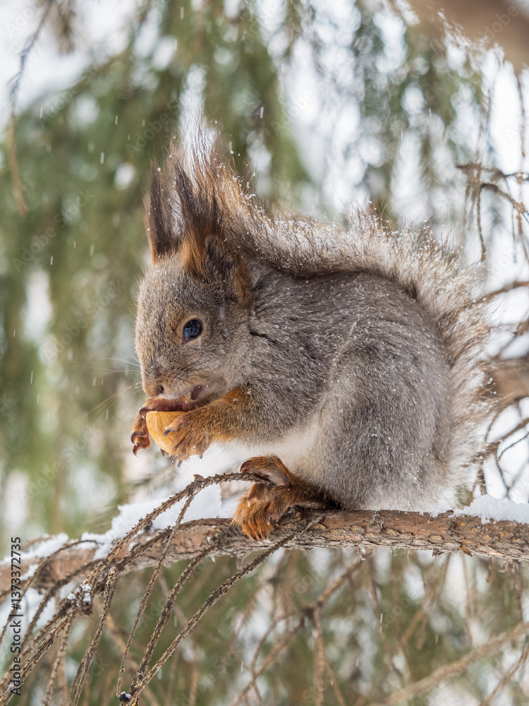 Fototapeta premium The squirrel with nut sits on tree in the winter or late autumn