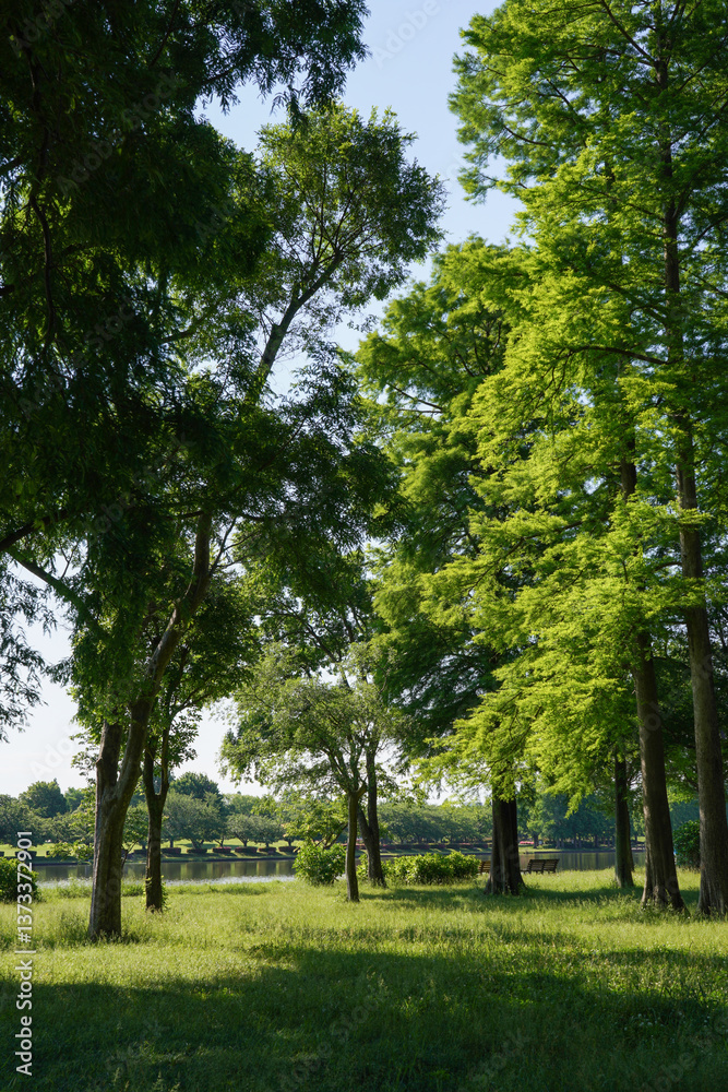 Obraz premium 初夏の水元公園