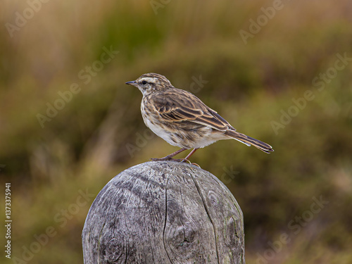 New Zealand Pipit or Pīhoihoi, perched on a post. Native bird. Conservation status: At Risk or Naturally Uncommon. At Mangawhai Heads, Northland, New Zealand.