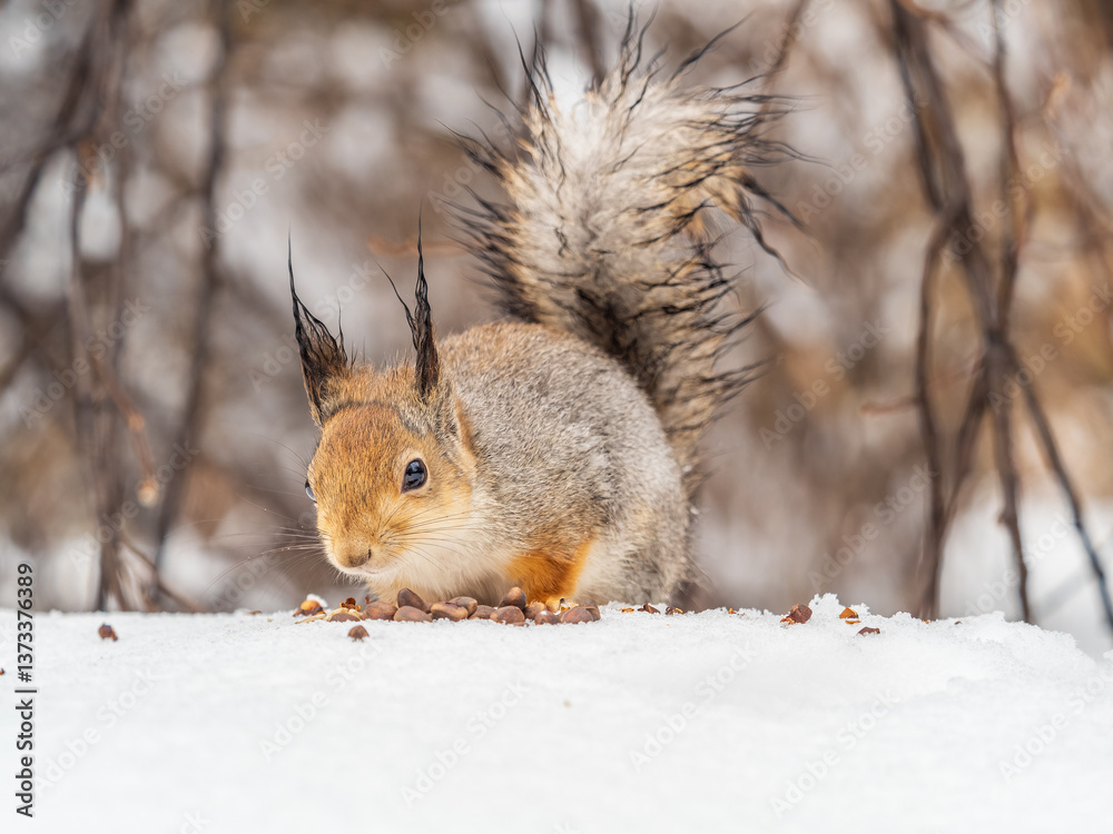 The squirrel in winter sits on white snow. The squirrel in winter sits on white snow.