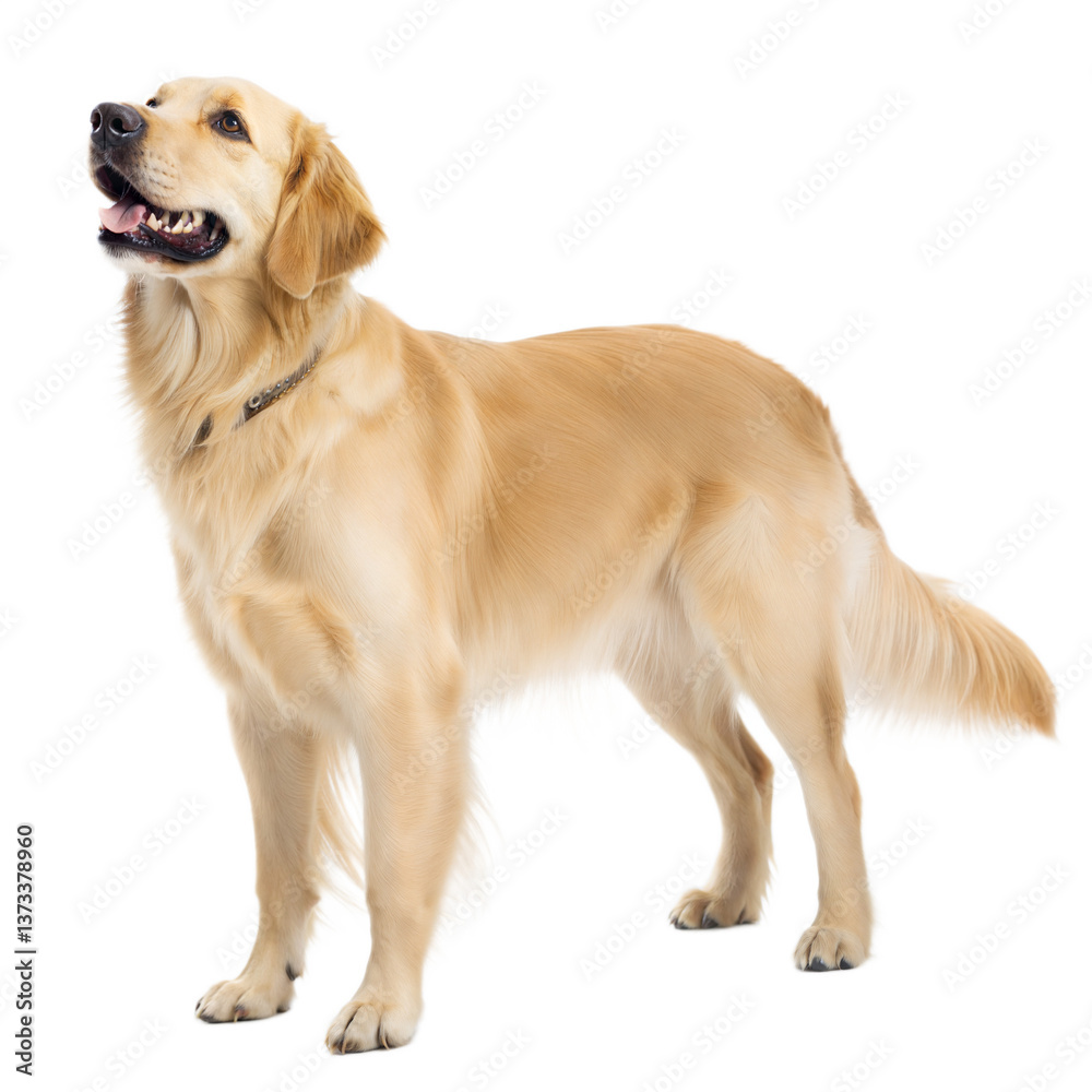 Golden Retriever AI Generated Image Golden Retriever AI Generated Image