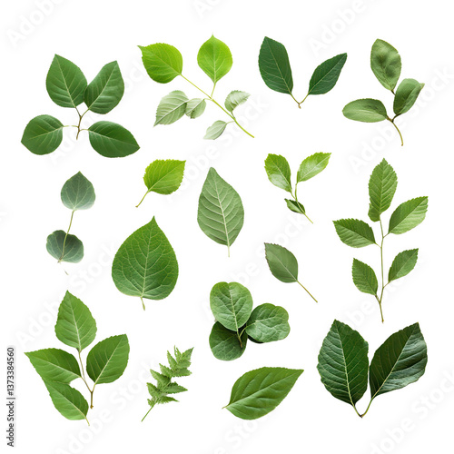Collection of Green Leaves: A captivating assemblage of vibrant green leaves, showcasing diverse shapes and textures in a botanical display, offering a glimpse into the beauty of nature.
