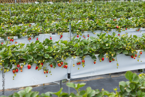 Fresh Strawberries Growing In A Controlled Greenhouse Environment