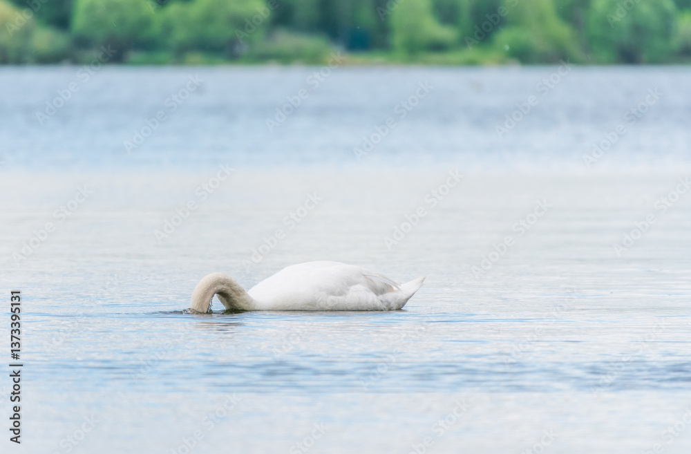 Obraz premium Graceful white Swan swimming in the lake, swans in the wild. Portrait of a white swan swimming on a lake.