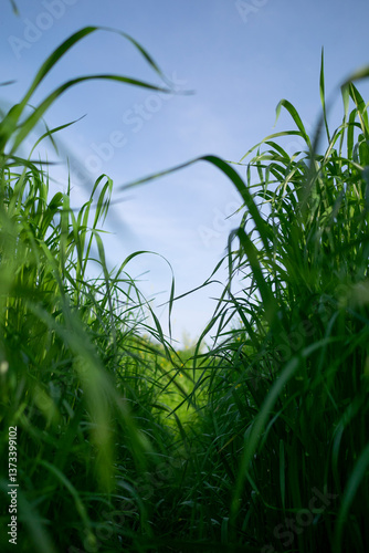 A walkway through lush grass