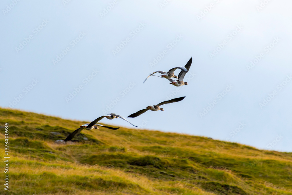 Fototapeta premium Faroese Geese in Flight - Faroe Islands