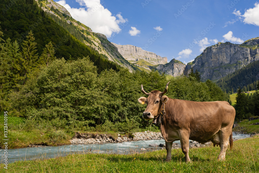 Dairy cow farming. Mammals grazing in the meadow. Cow on a ranch. Pasture filled with cows and calves. Bovine cow in the countryside. Field of grazing livestock. Grazing cow. Dairy cow farming. Mammals grazing in the meadow. Cow on a ranch. Pasture filled with cows and calves. Bovine cow in the countryside. Field of grazing livestock. Grazing cow.