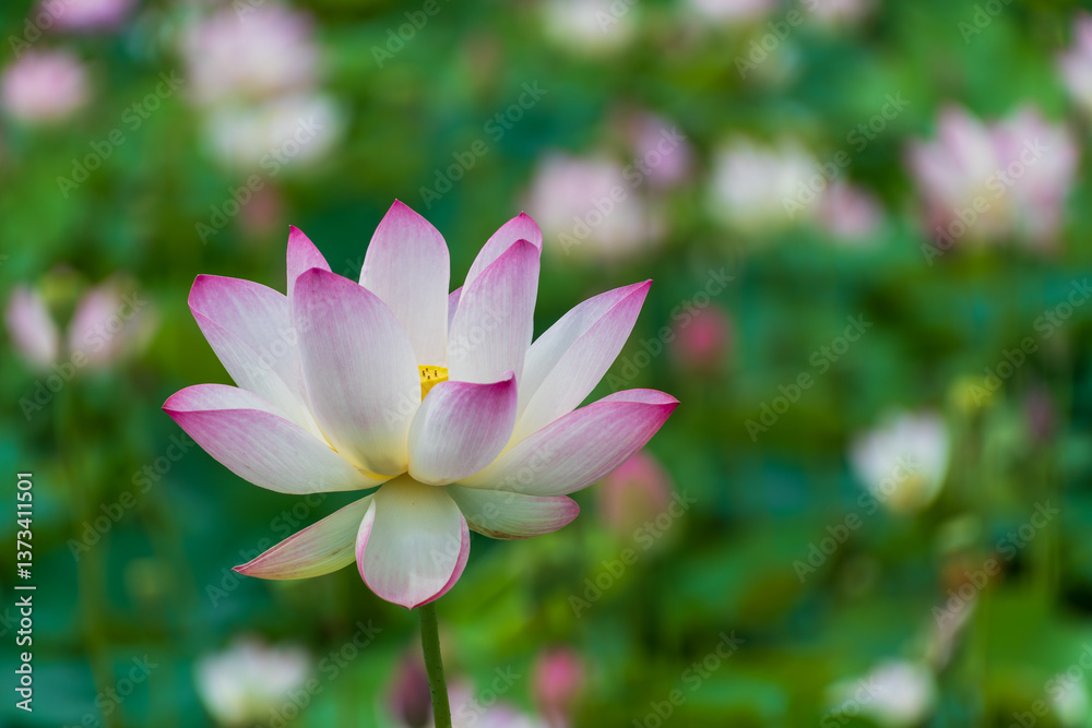 一輪の蓮の花の美しさ 一輪の蓮の花の美しさ