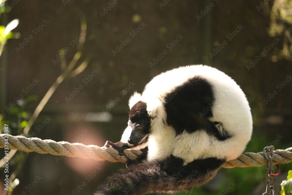 Obraz premium Black and White Ruffed Lemur, Hamilton Zoo, New Zealand, 2023