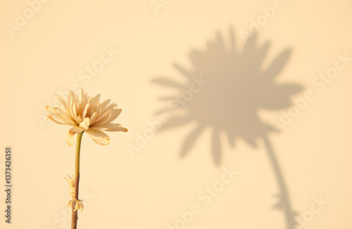 Dried flower casting shadow on beige wall in minimalist boho style.