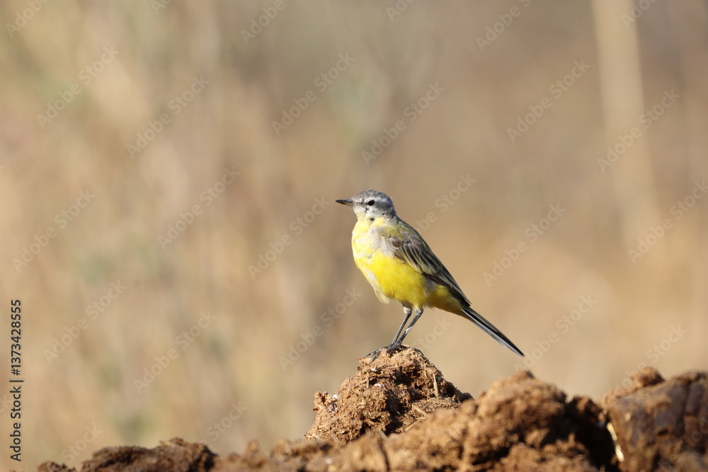 Fototapeta premium western yellow wagtail