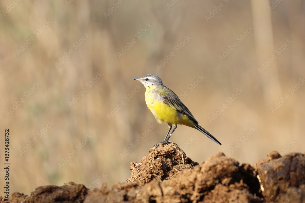 Obraz premium western yellow wagtail