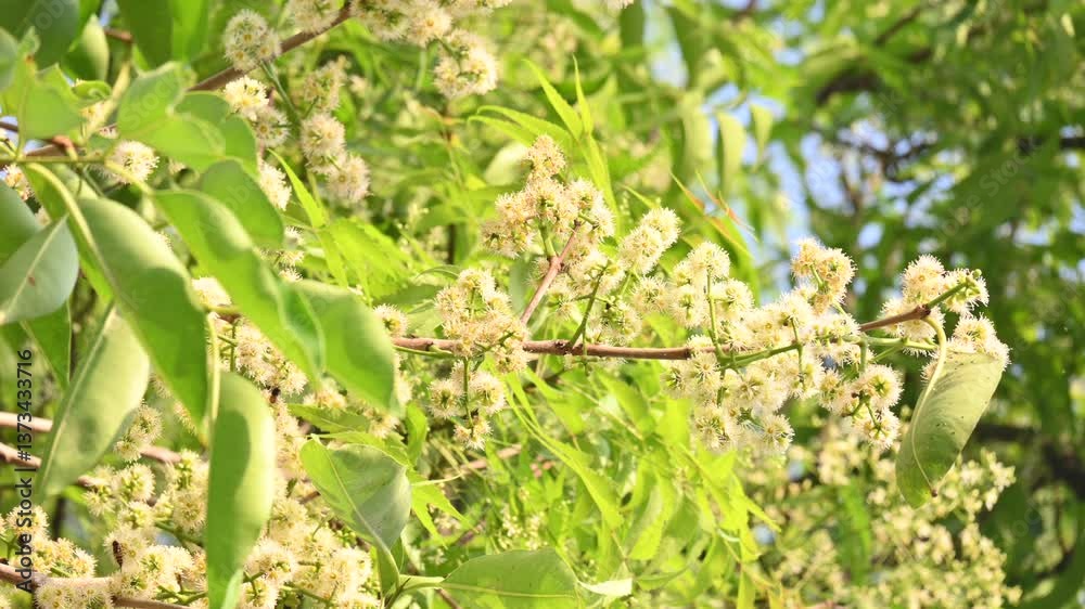 Syzygium cumini flowers on the tree. Its common names Malabar plum, Java plum, black plum, jamun, jamun, jamun and jambolan. It is an evergreen tropical tree in the flowering plant family Myrtaceae. Syzygium cumini flowers on the tree. Its common names Malabar plum, Java plum, black plum, jamun, jamun, jamun and jambolan. It is an evergreen tropical tree in the flowering plant family Myrtaceae.
