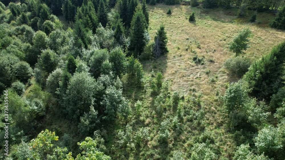 Looking down at a sunlit forest clearing surrounded by trees in the Beskid Slaski mountains, southern Poland Looking down at a sunlit forest clearing surrounded by trees in the Beskid Slaski mountains, southern Poland