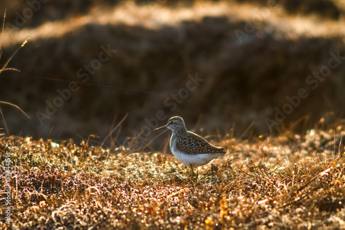 Obraz na płótnie Wood Sandpiper (Tringa glareola). Wild bird in the spring tundra. Late May in the Arctic. Golden light at dawn. Wood sandpiper in its natural habitat. Nature of the polar regions. Chukotka, Russia. w salonie