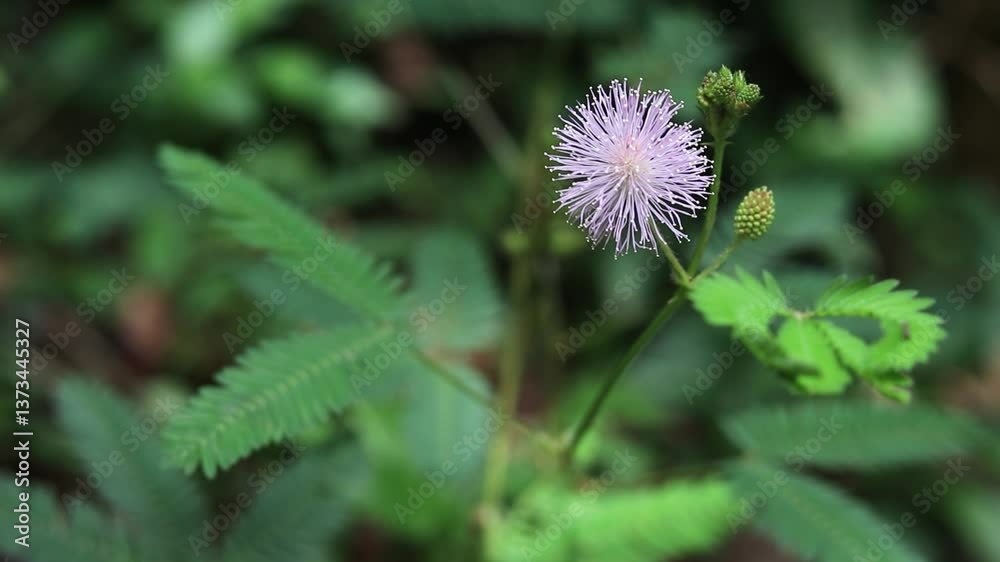 Touch-Me-Not Plant Reaction, Shame Plant Closing Leaves, Mimosa Pudica Leaves Folding, Botanical Closeup Touch-Me-Not Plant Reaction, Shame Plant Closing Leaves, Mimosa Pudica Leaves Folding, Botanical Closeup