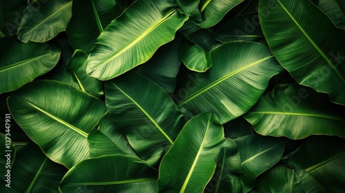 Lush, vibrant banana leaves create a textured, deep green tapestry. A close-up reveals their glossy surface and overlapping layers
