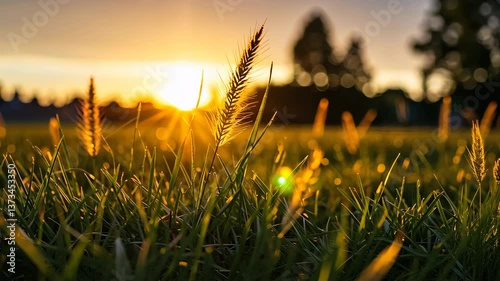 Golden Hour Whispers: The sun dips low, casting a warm glow upon blades of grass. The lens captures a moment of serene simplicity, a symphony of light and shadow. 