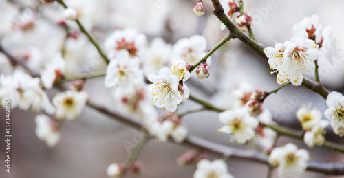 In early spring, white plum blossoms bloom. prunus mume