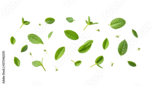 Fresh Mint Leaves Falling on Black Background