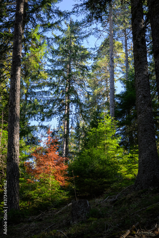 Red Tree in the forest Red Tree in the forest