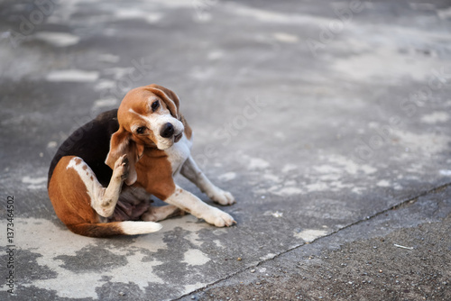 Beagle Dog Scratching Its Ear on Concrete Surface Close-Up