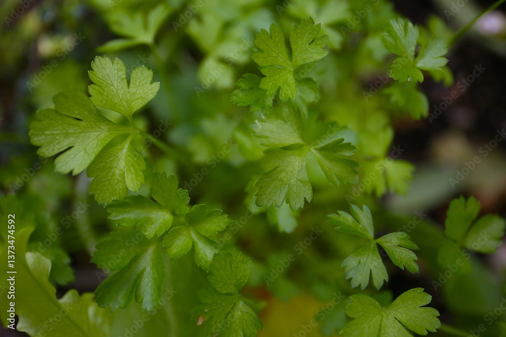 botanical background of italian parsley in a garden botanical background of italian parsley in a garden