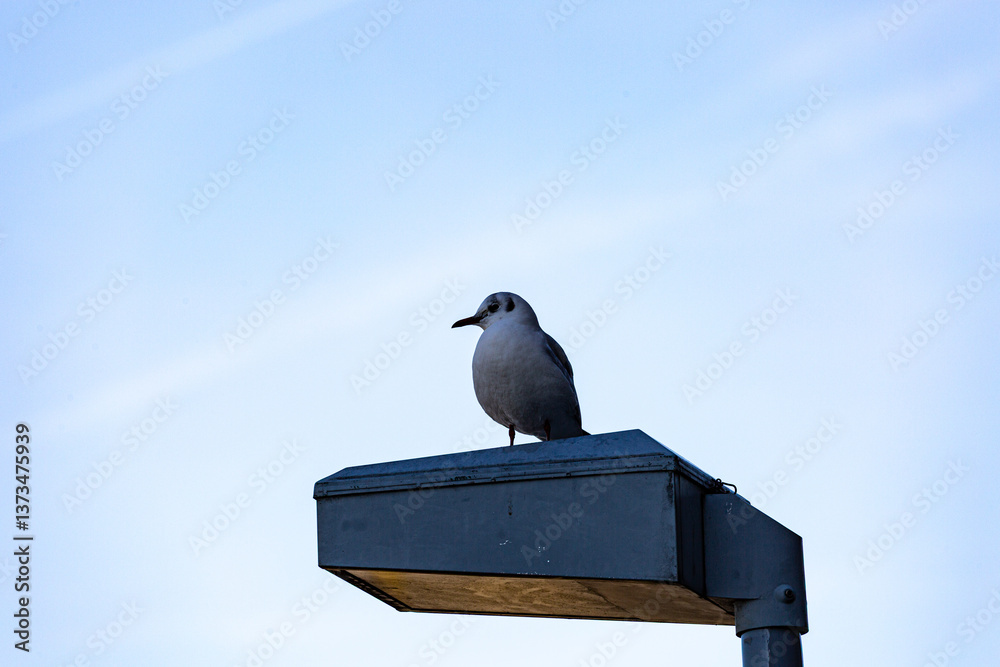 Seagull stay on street lamp