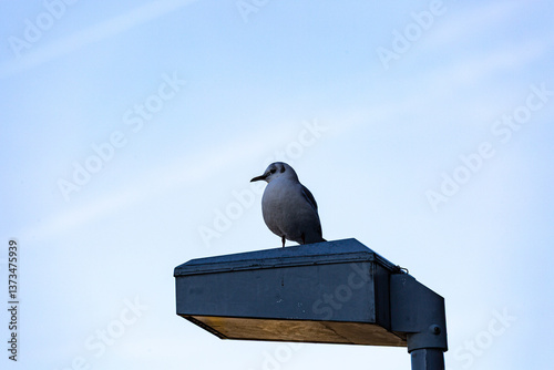 Obraz na płótnie Seagull stay on street lamp w salonie