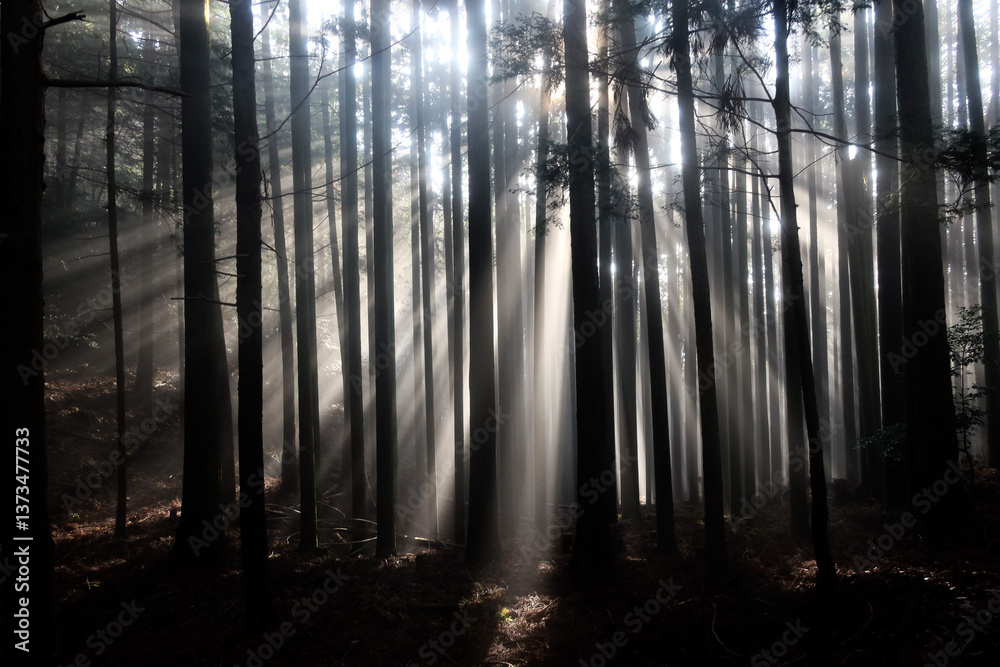 Fototapeta premium 愛宕山の朝の風景