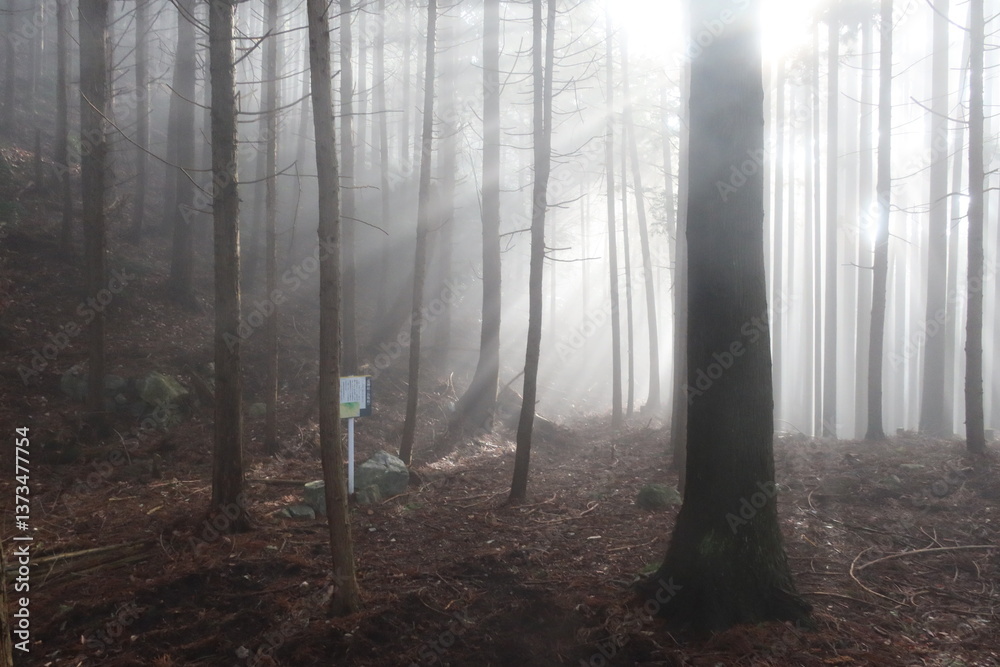 Obraz premium 愛宕山の朝の風景