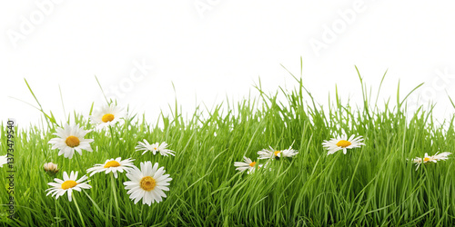 Vibrant Spring Grass Lawn Border with Daisies Isolated Transparent Background
