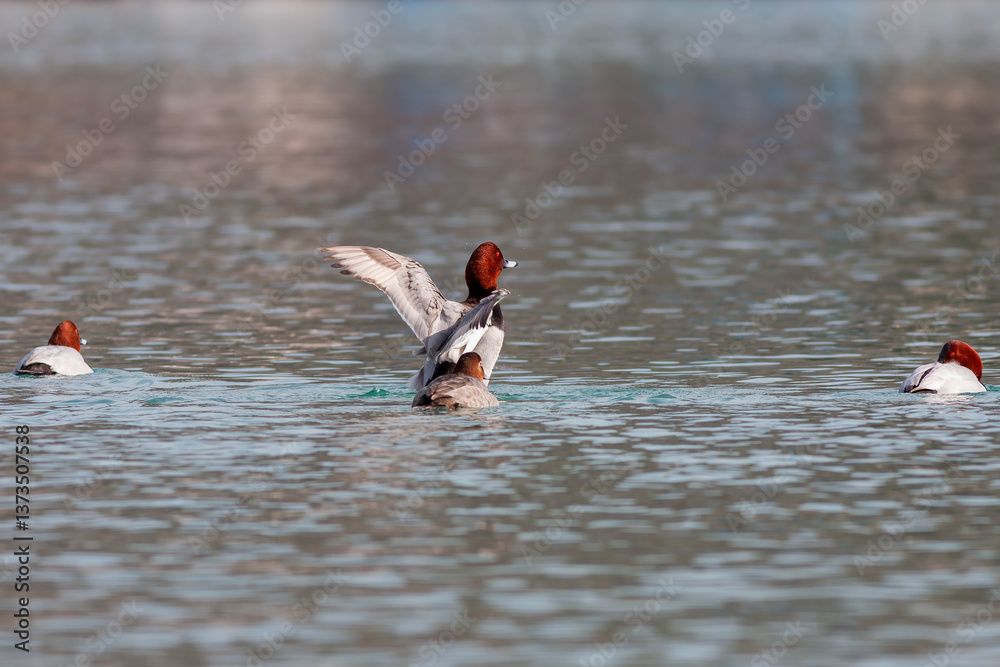 water bird in its natural environment, Common Pochard, Aythya ferina