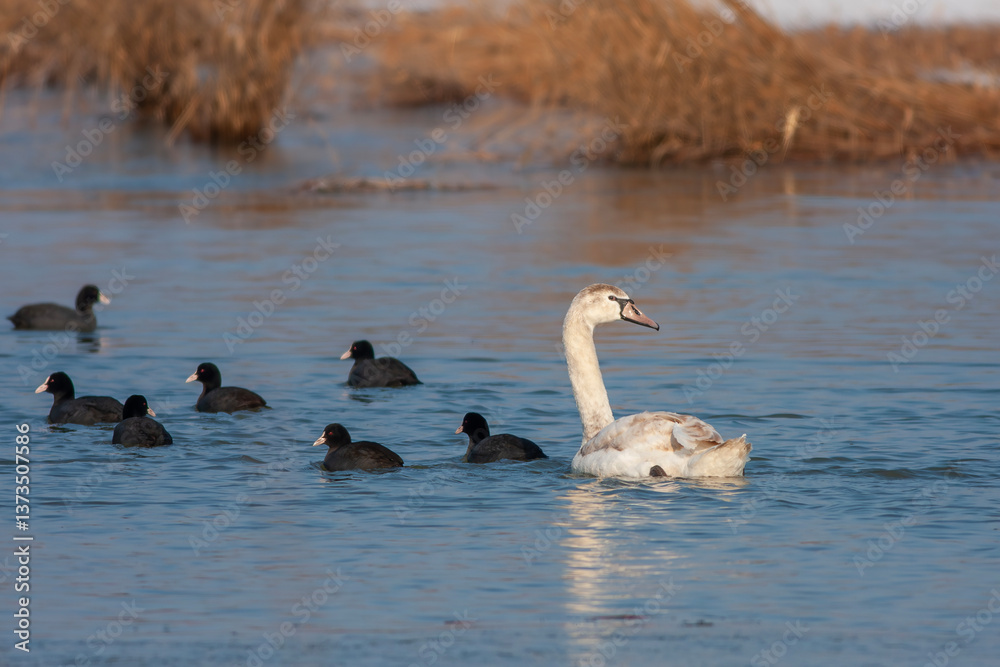 large waterfowl in its natural habitat, Mute Swan, Cygnus olor