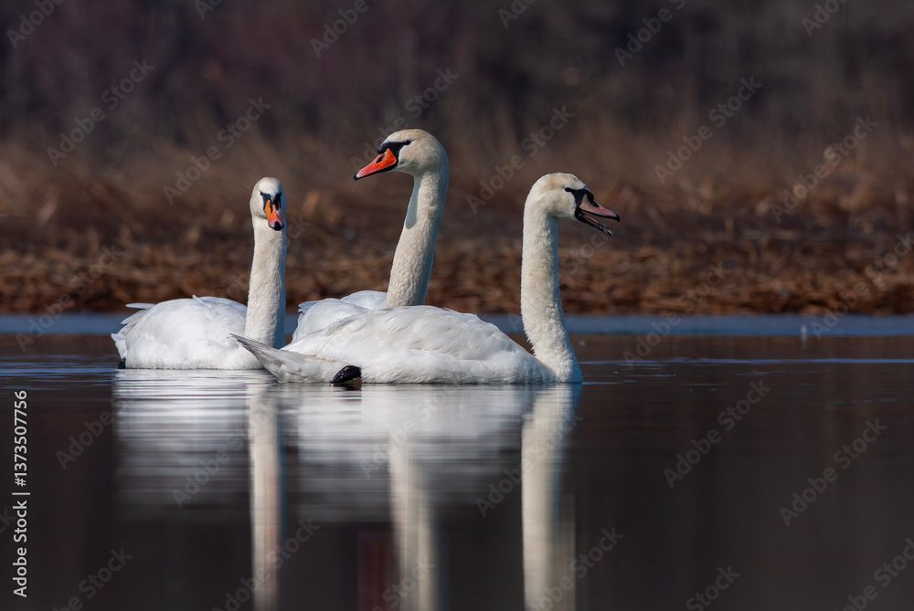 large waterfowl in its natural habitat, Mute Swan, Cygnus olor