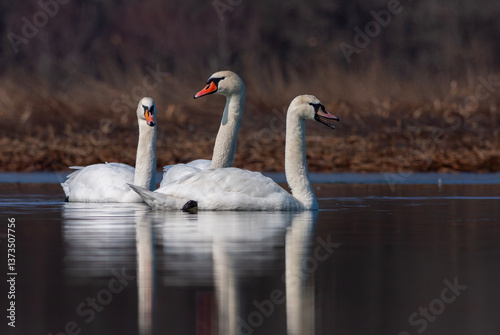 Obraz na płótnie large waterfowl in its natural habitat, Mute Swan, Cygnus olor w salonie