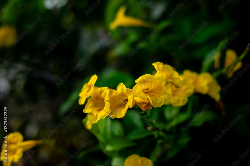 Fototapeta premium Vibrant yellow trumpet flowers (likely Tecoma stans) bloom against a dark, leafy background.