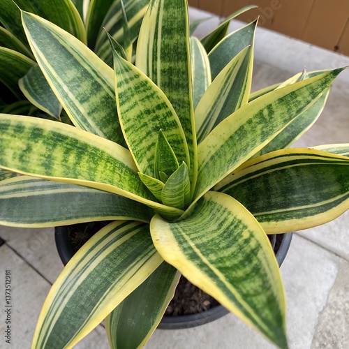 Upward shot of Stripped Sansevieria Plant with Black Pot and Green Leaves