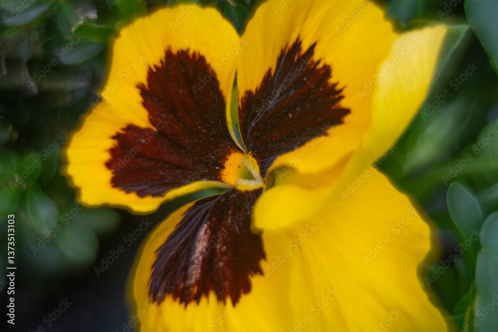 Spring flowers, pansies close up.