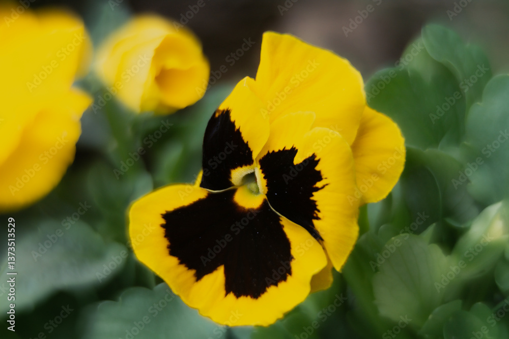 Spring flowers, pansies close up.
