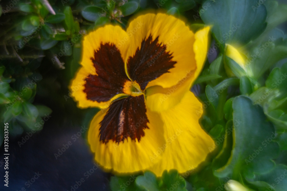 Spring flowers, pansies close up.