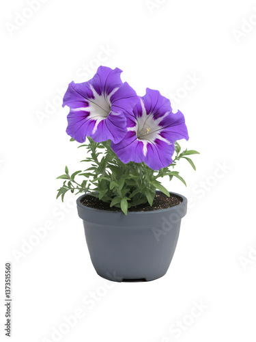 Wallpaper Mural Mexican Petunia (Ruellia brittoniana) Known for its striking purple flowers, Mexican petunias are popular in gardens and indoor spaces Torontodigital.ca