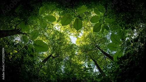 Lush Green Canopy  Forest Trees  Nature  Spring  Summer  Sunlight  Leaves  Ecology  Enviro