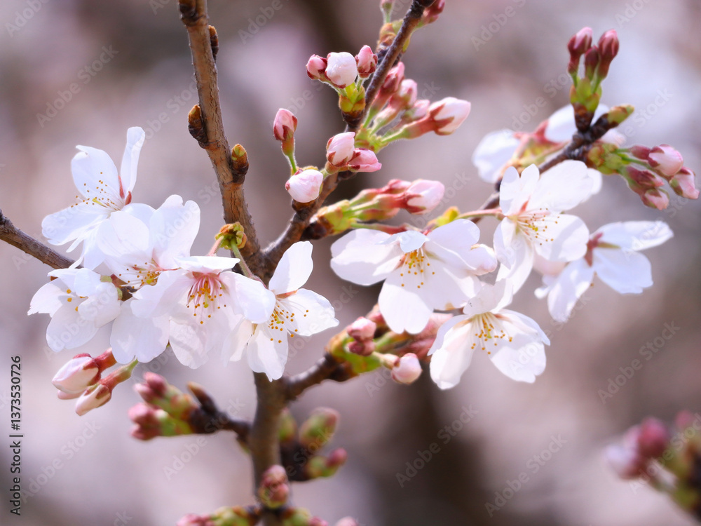 Obraz premium 桜の花びら