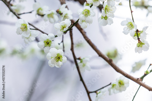 In early spring, white plum blossoms bloom. green plum blossoms - prunus mume